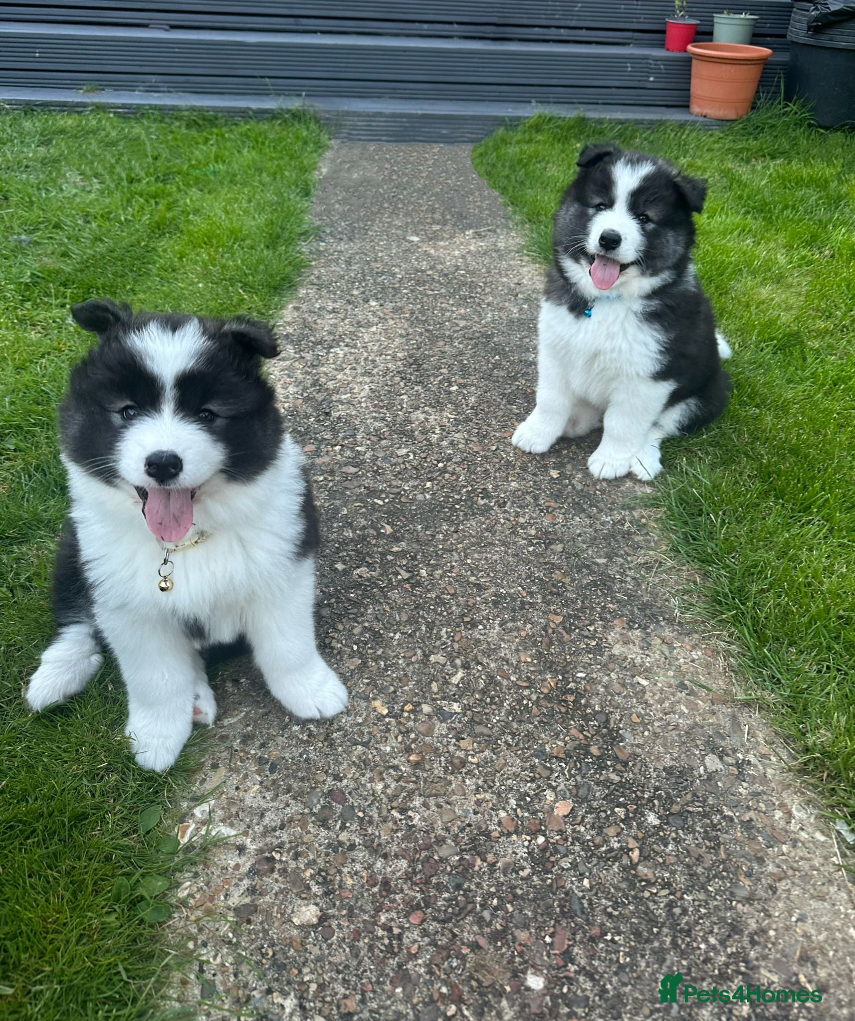 Mixed Breed dogs Beautiful Samoyed/Siberian Husky puppies💞 - Advert 2