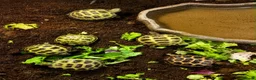 Tortoise reptiles for sale: Horsfields Tortoise - Advert 3