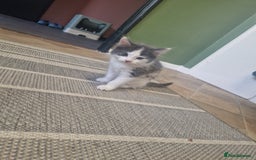 Mixed Breed cats for sale: Kittens - Image 5