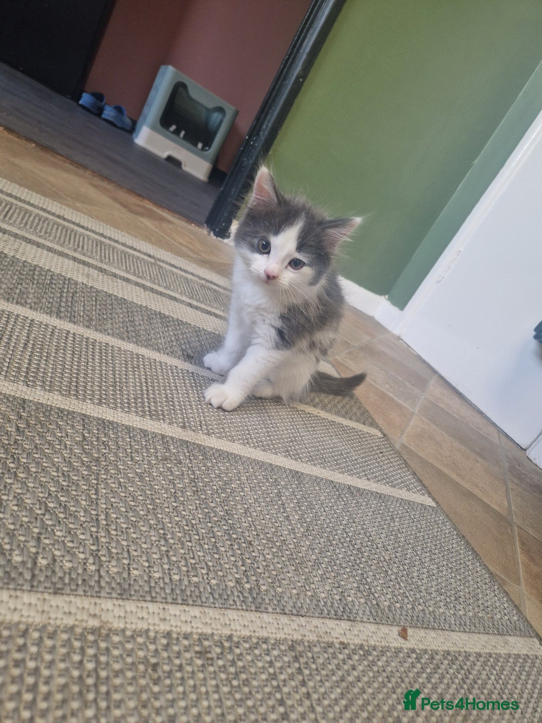 Mixed Breed cats for sale: Kittens - Image 5