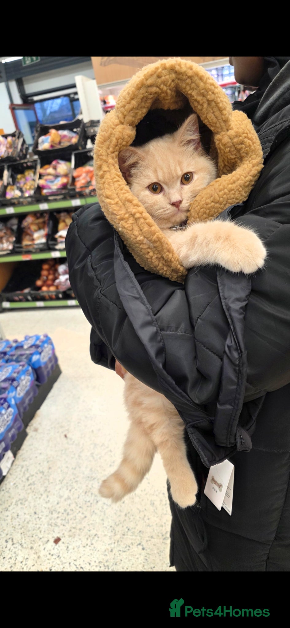 British Shorthair cats British Shorthair - Advert 12