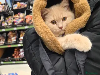 British Shorthair cats British Shorthair - Advert 12