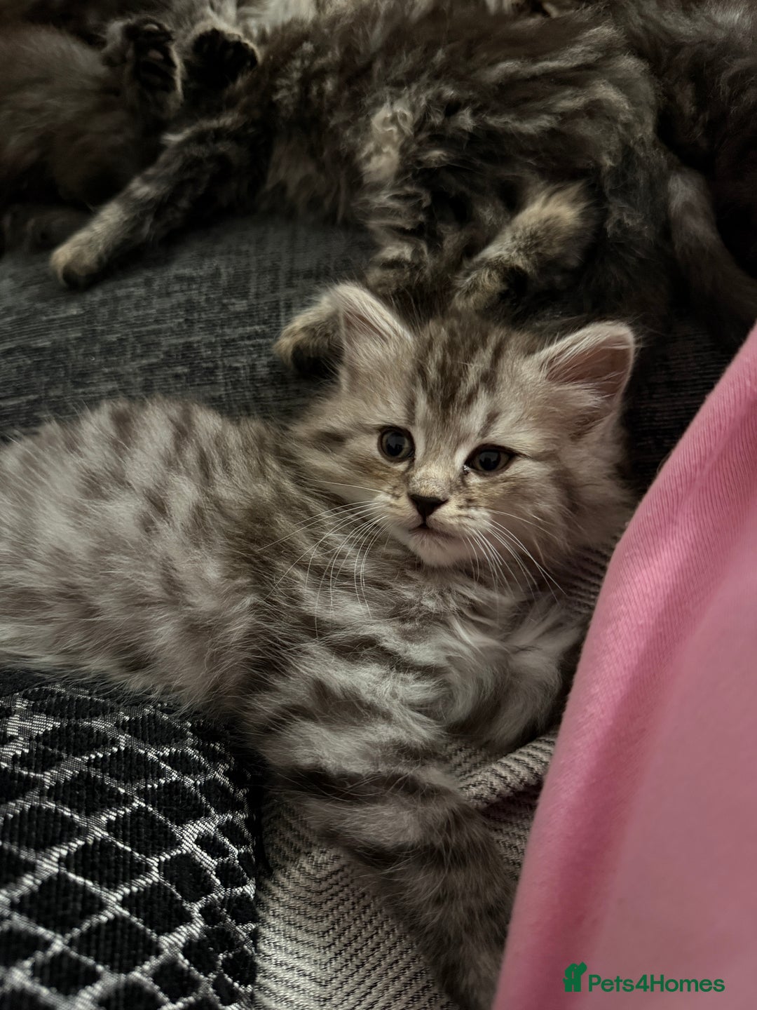 Persian cats for sale: PersianBSH silver, ginger & dark silver kittens 🩷 - Advert 16