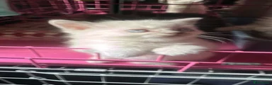 Ragdoll 1