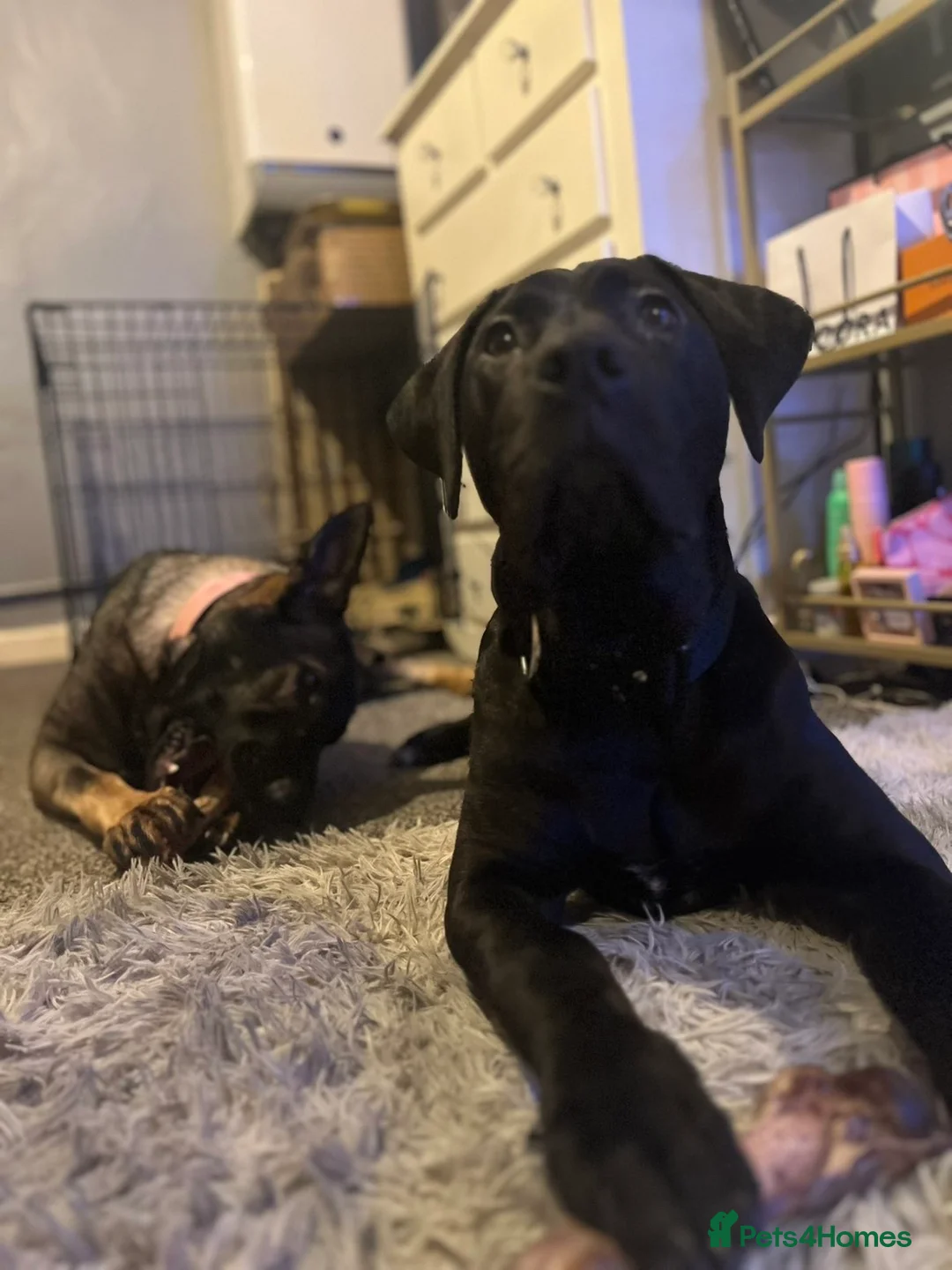 Mixed Breed dogs for sale: Cane corso X Presa canerio Nova Girl - Advert 3