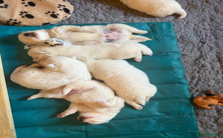 Samoyed dogs - Advert 1