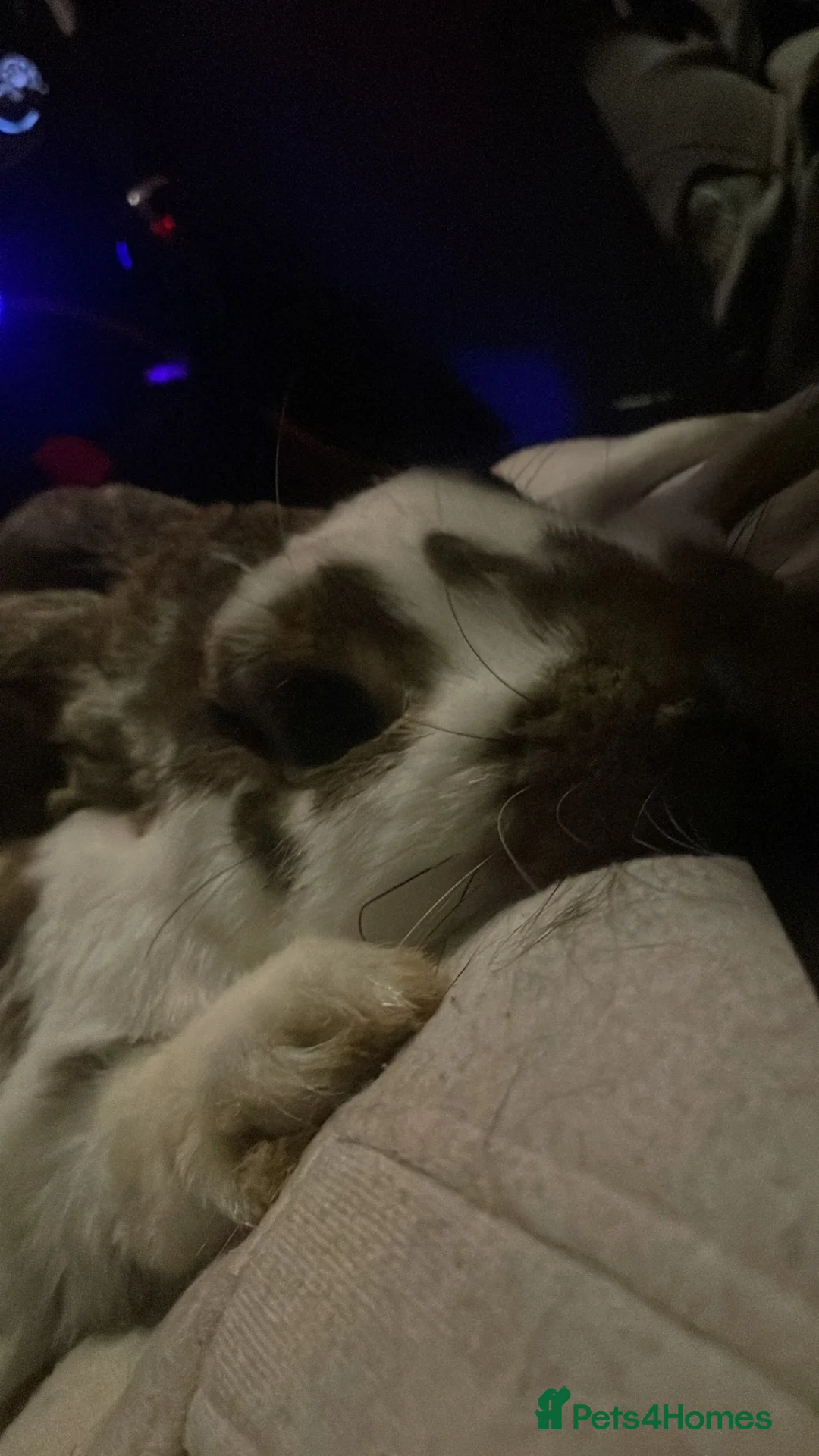 English Lop rabbits for sale: House/outdoor rabbit  in Stockport - Advert 5