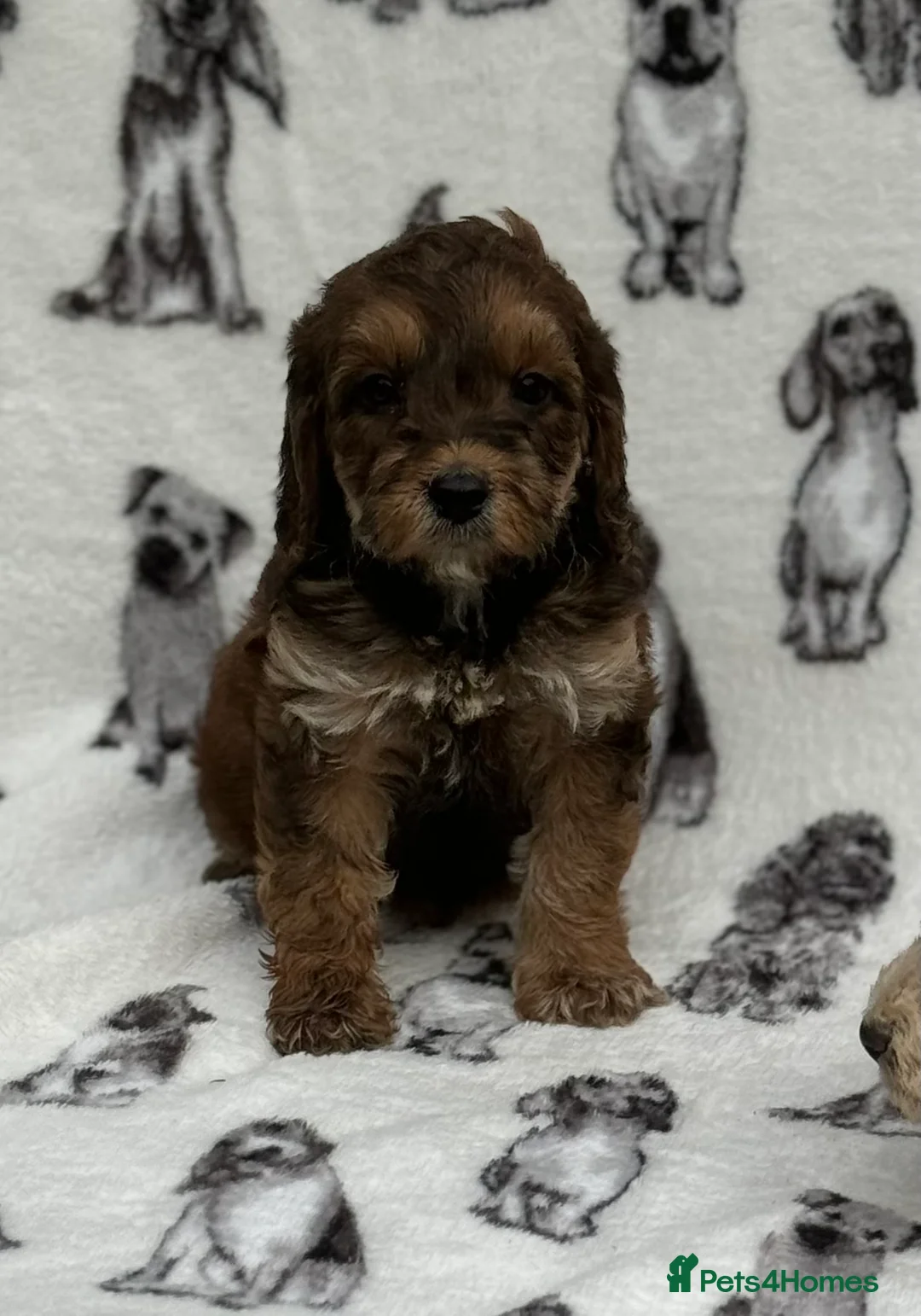 Cockapoo dogs for sale: Ready now!!Beautiful mini cockapoo puppy’s🩷🩵 - Advert 38