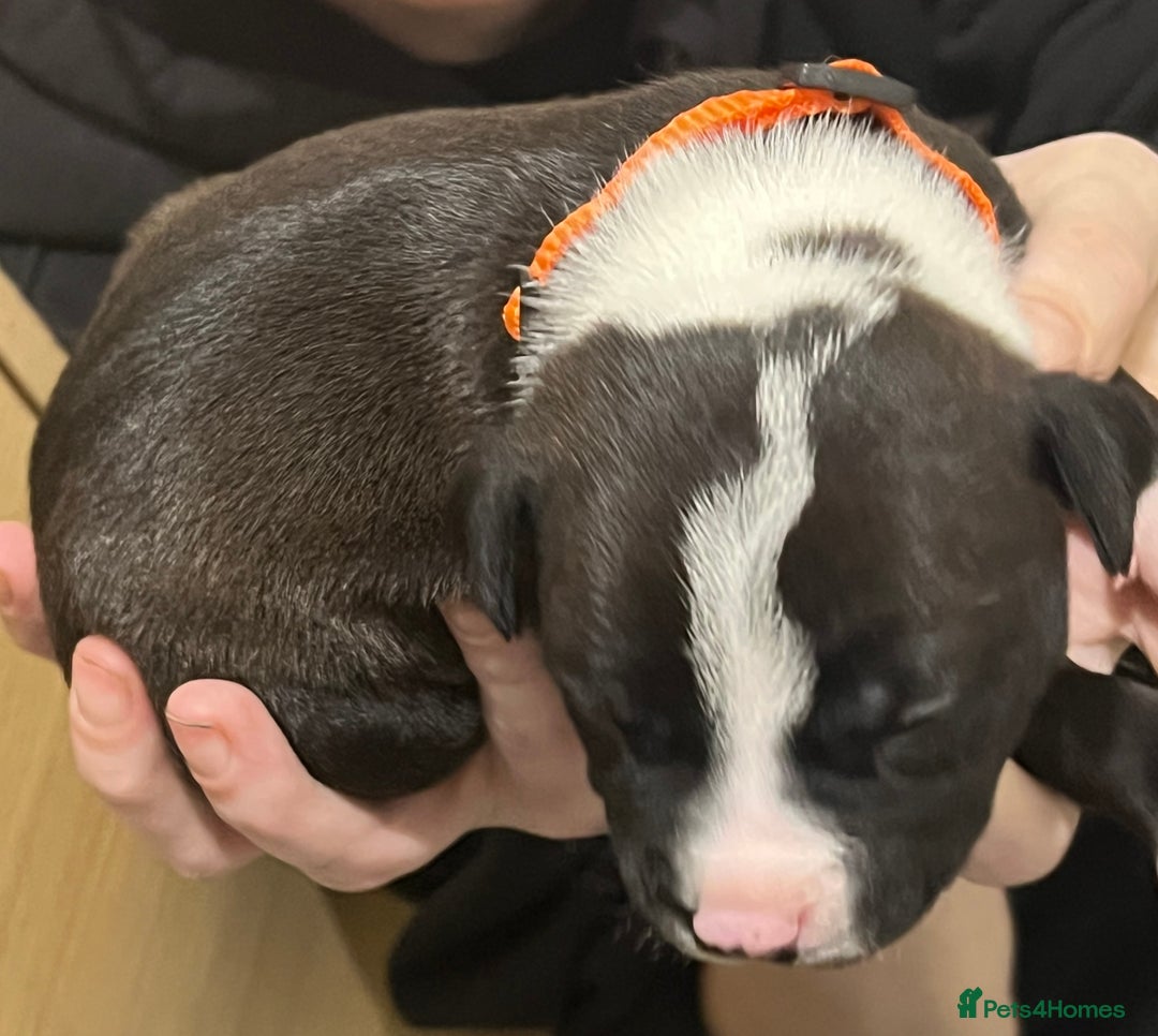 Mixed Breed dogs for sale: 4 Beautiful puppies looking for forever homes. - Image 7