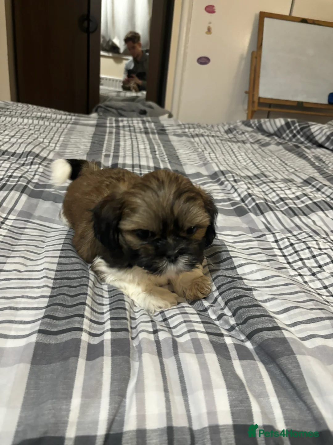 Shih Tzu dogs for sale: Shih Tzu puppies - Advert 9