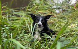 Mixed Breed dogs for sale: Stunning Collie pups - Image 6