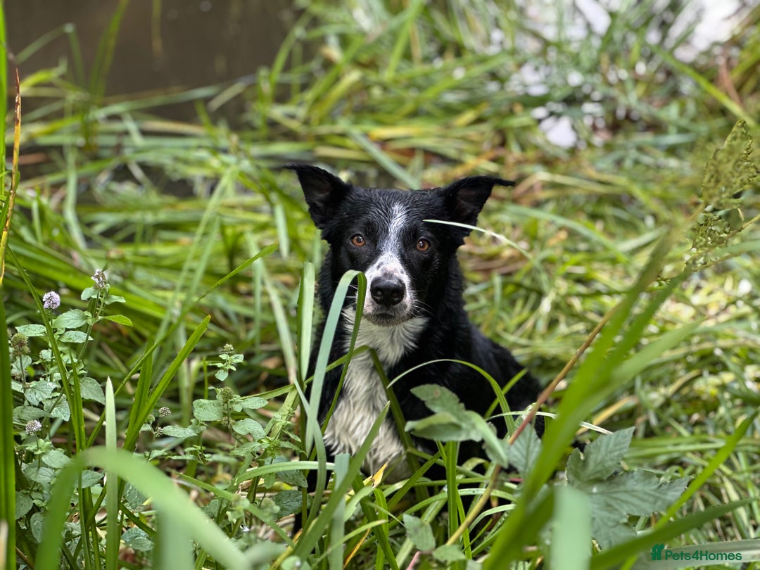 Mixed Breed dogs for sale: Stunning Collie pups - Image 6