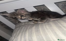 British Shorthair cats for sale: Grey and White Kitten - Image 3