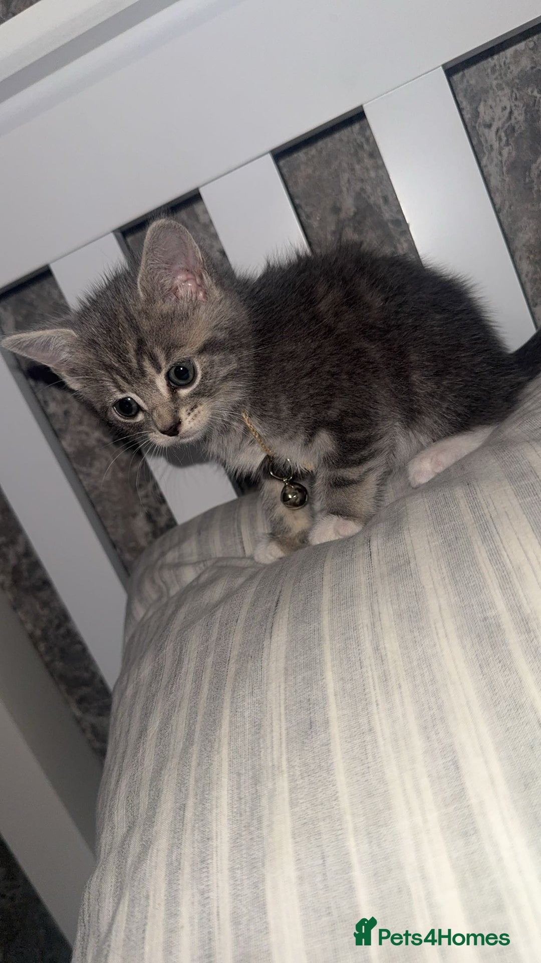 British Shorthair cats for sale: Grey and White Kitten - Image 3