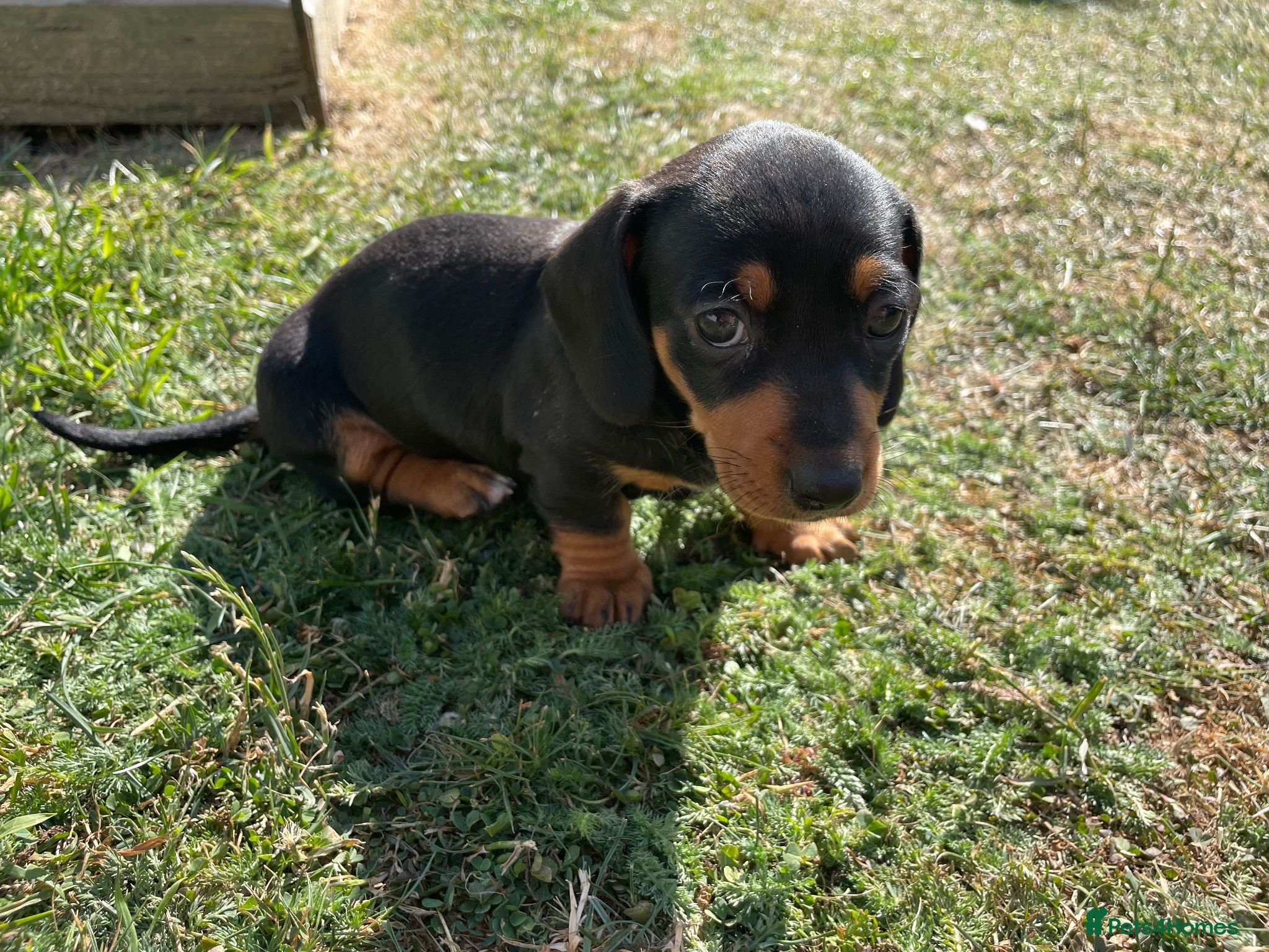 Dachshund dogs Miniature Dachshund Puppies - Ready Now!! - Advert 2