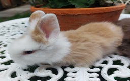 Mini Lop rabbits for sale: PUREBRED DOUBLE/ TEDDY LION HEAD BABIES  - Image 14