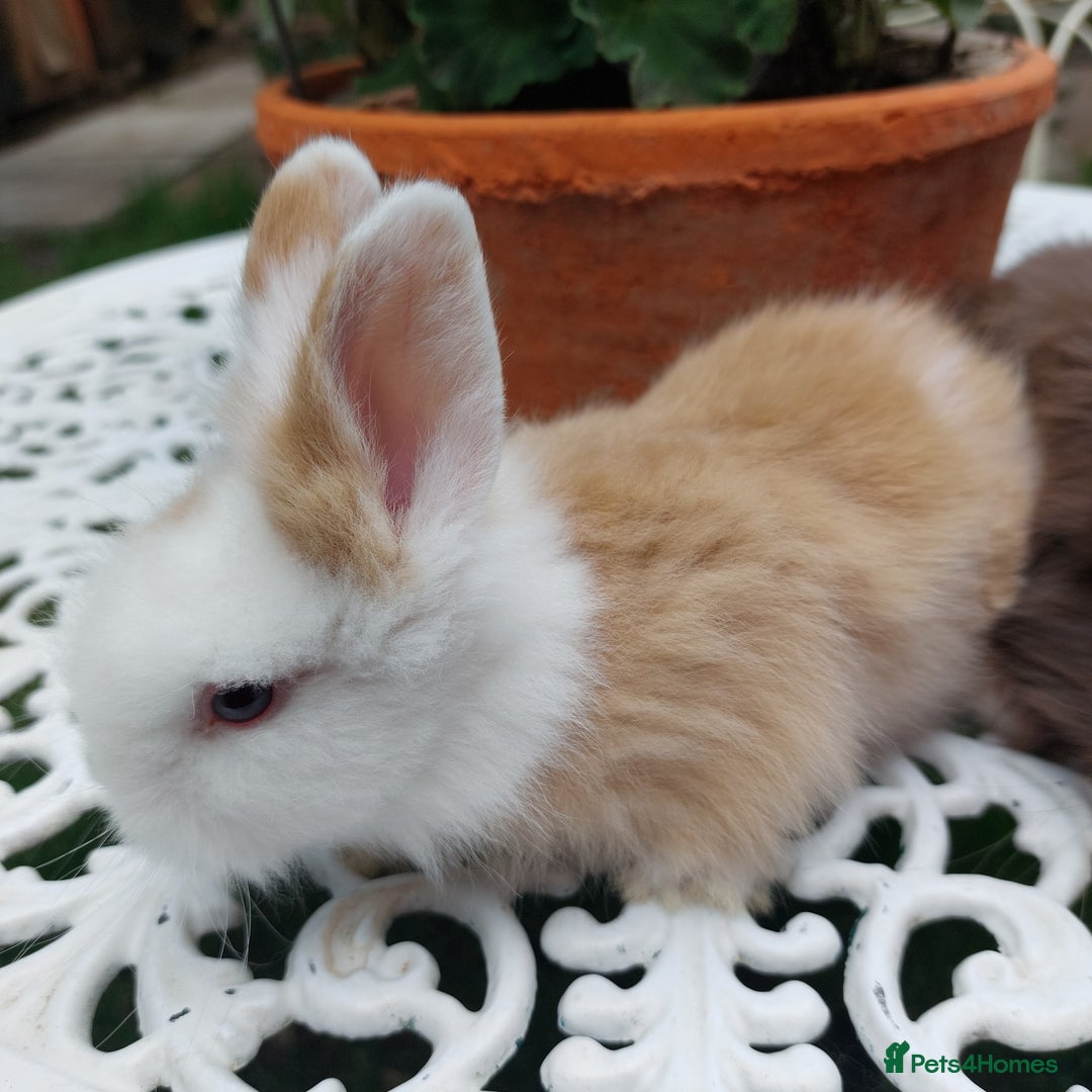 Mini Lop rabbits for sale: PUREBRED DOUBLE/ TEDDY LION HEAD BABIES  - Image 14