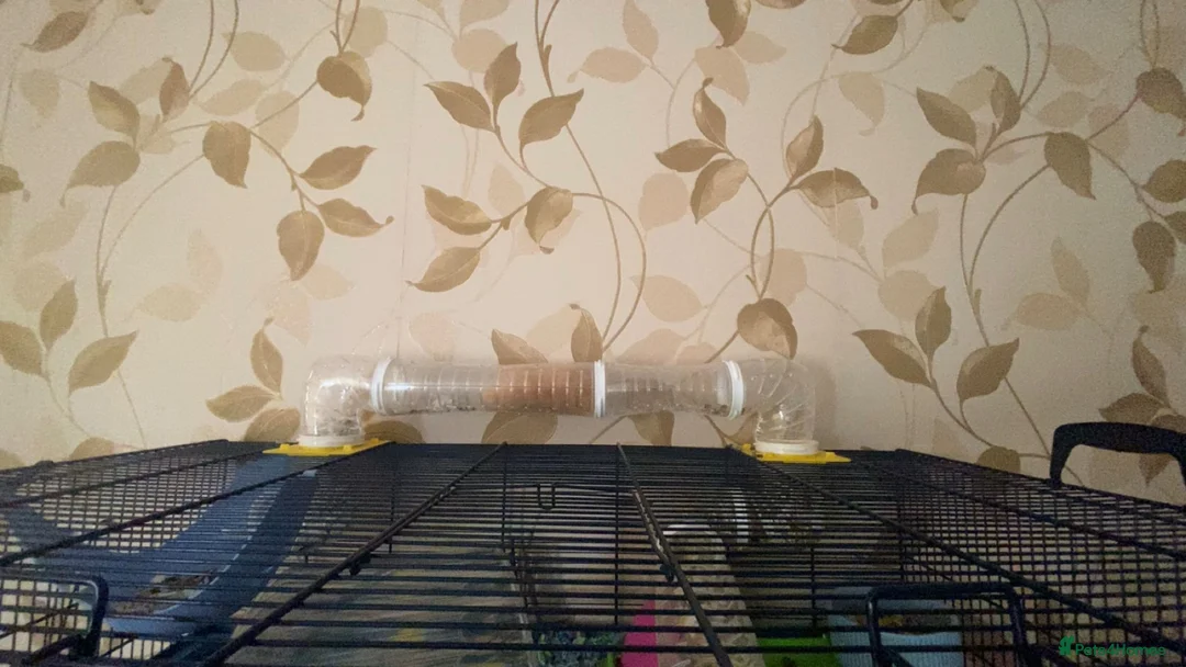 Hamster rodents for sale: Hunny the Syrian Hamster  - Advert 2