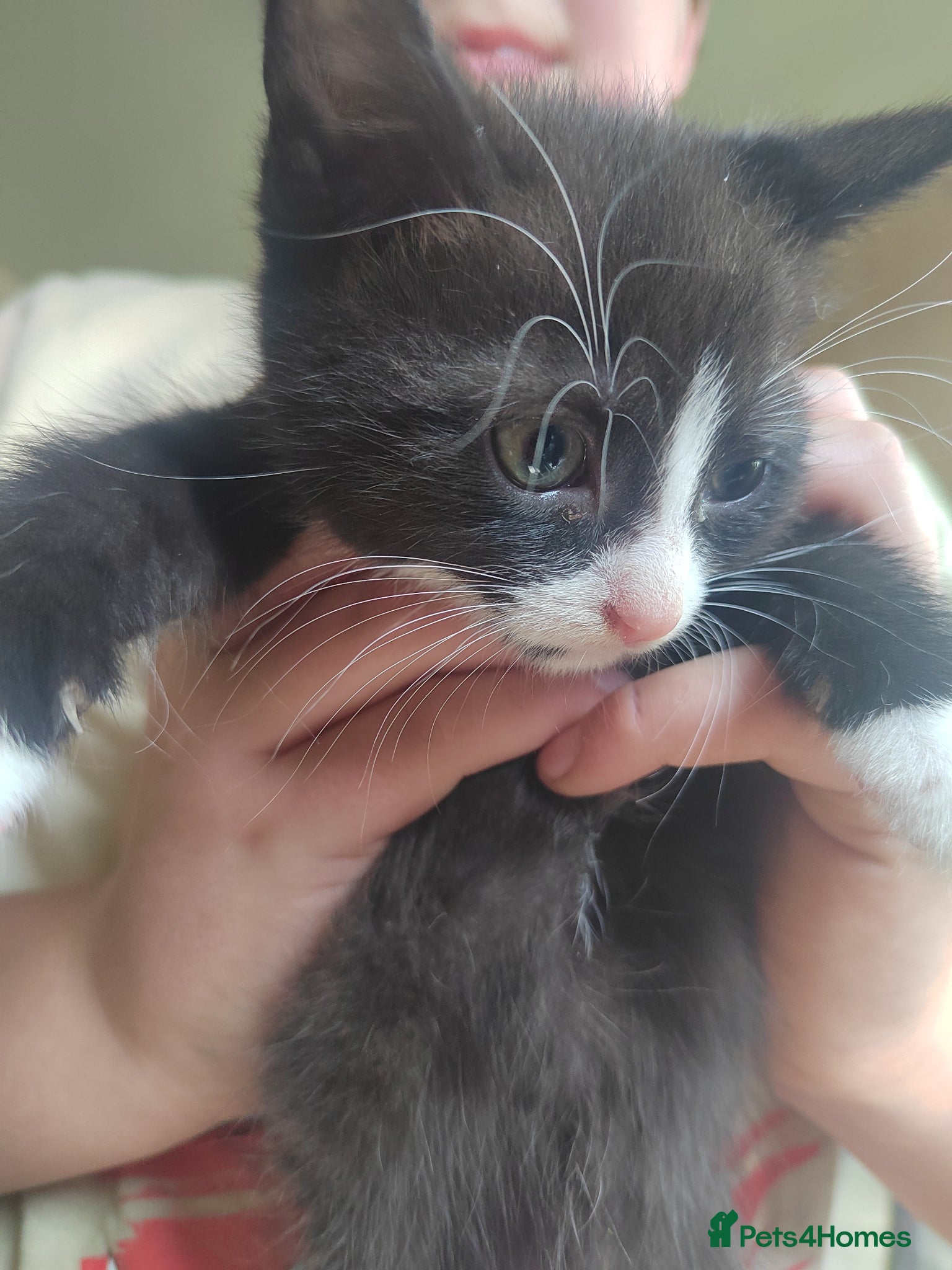Mixed Breed cats 2 male kittens available from may 20th.  - Advert 10