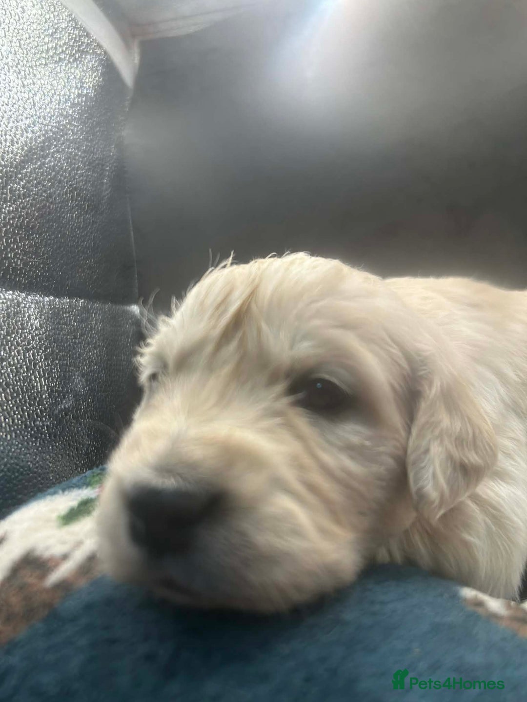 Golden Retriever dogs for sale: Stunning Golden Retrievers. 4 Boys / 4 Girls - Advert 33