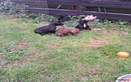 Patterdale Terrier dogs for sale: 4 Lovely Patterdale Puppies - Image 3