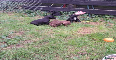 Patterdale Terrier dogs - Advert 19