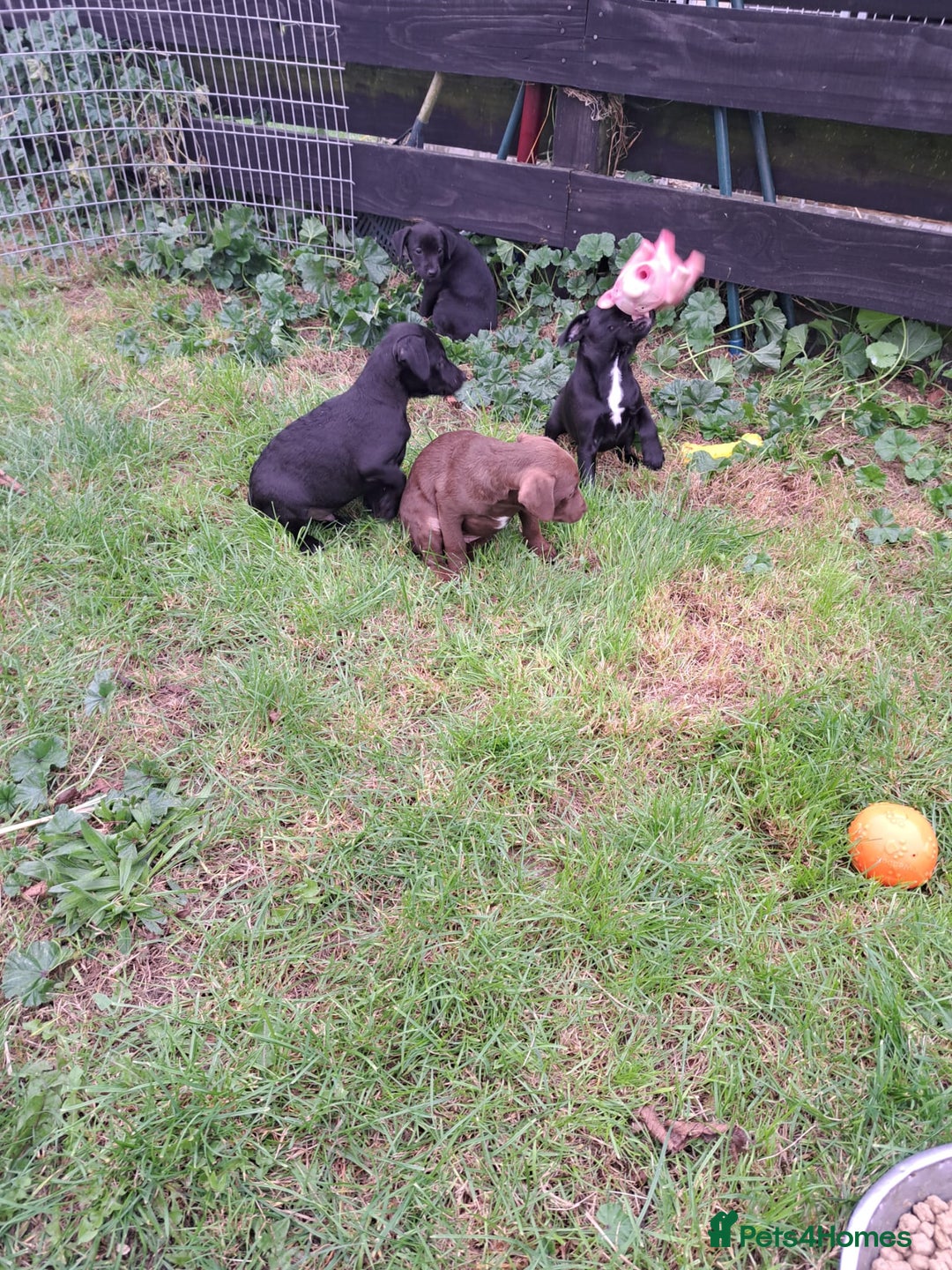 Patterdale Terrier dogs for sale: 4 Lovely Patterdale Puppies - Image 3