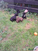 Patterdale Terrier dogs - Advert 3
