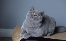 British Shorthair cats for sale: Stunning British Shorthair Kittens  - Image 14