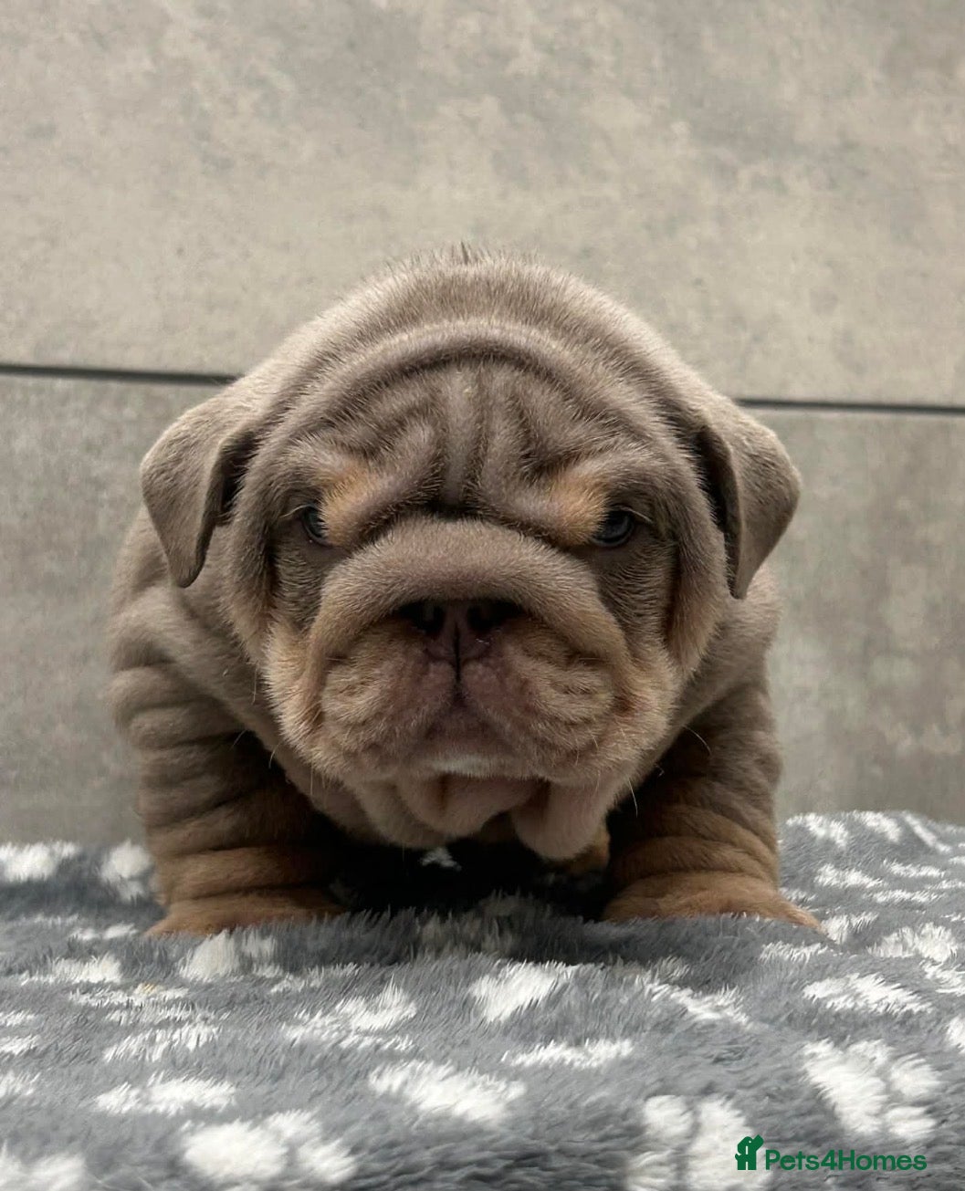 English Bulldog dogs Quality boy  - Advert 1