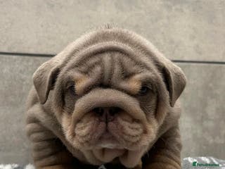 English Bulldog dogs Quality boy - Advert 1