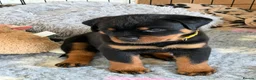 Rottweiler dogs for sale: KC Registered Rottweiler Puppies - Advert 4