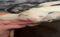 Cockapoo dogs for sale: 🌈 Outstanding rainbow cockapoo puppies 🐶 - Image 1