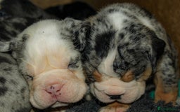 Olde English Bulldogge dogs for sale: Olde English Bulldog puppies - Image 15