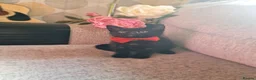Mixed Breed cats for sale: 2 female kittens 💞 - Advert 3