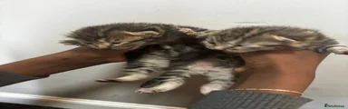 Mixed Breed Kitten 2