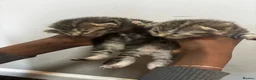 Mixed Breed cats for sale: Kittens ready for a new home - Advert 5