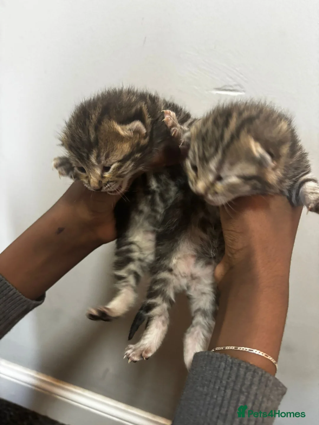 Mixed Breed cats for sale: Kittens ready for a new home - Advert 5