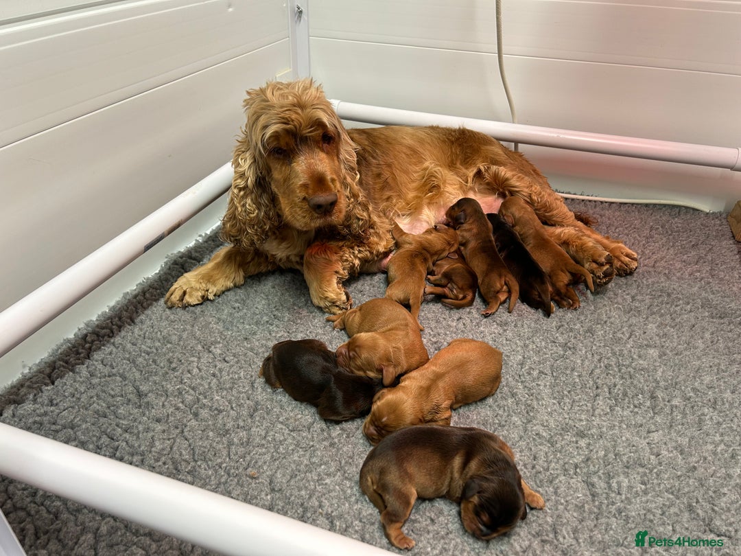 Cockalier dogs for sale: Adorable cockalier puppies 💙🩵💜❤️🩷 - Advert 8