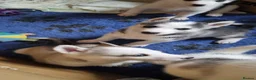 Siberian Husky dogs for sale: Siberian Husky puppies for sale. in Wick - Advert 4
