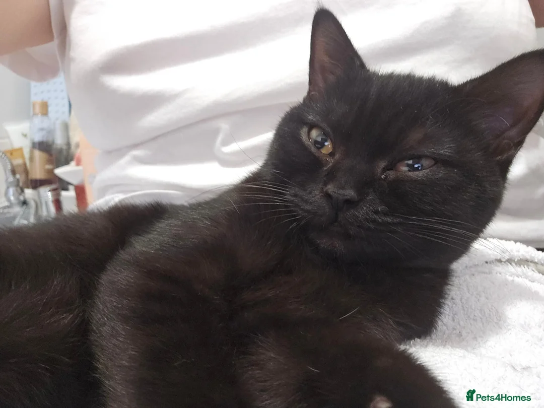 British Shorthair cats for sale: 🐾 Ready now! Loving BSH Lap Black Panther 💗🐾 - Advert 2