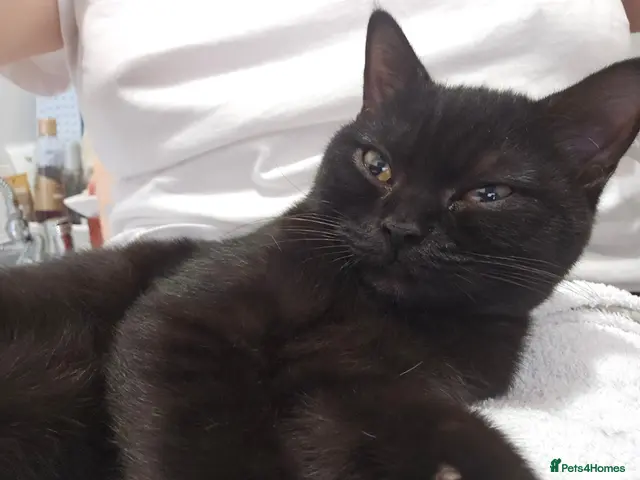 British Shorthair cats for sale: ๐พ Ready now! Loving BSH Lap Black Panther ๐๐พ - Advert 24