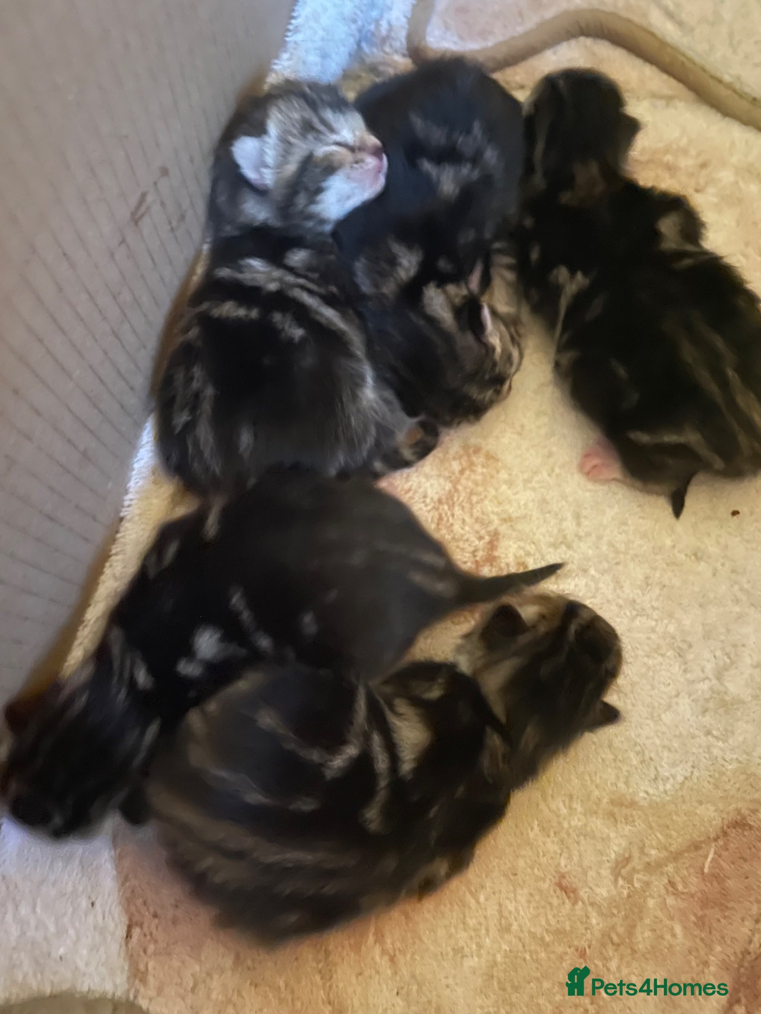 Mixed Breed cats Adorable Kittens for Sale – Ready End of May 🐾 - Advert 3