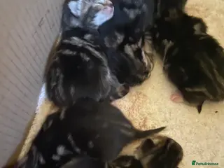 Mixed Breed cats Adorable Kittens for Sale – Ready End of May 🐾 - Advert 3