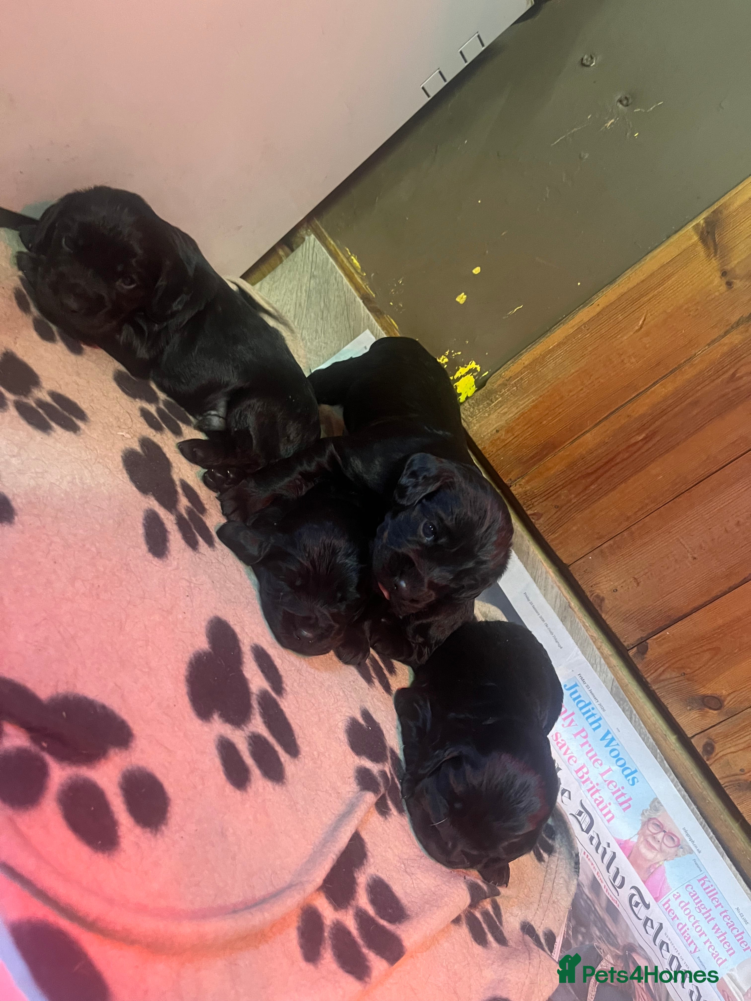 Cocker Spaniel dogs MOELFAMAU / MAESYDDERWYN PUPS - Advert 12