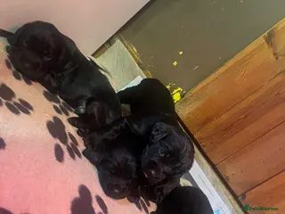 Cocker Spaniel dogs MOELFAMAU / MAESYDDERWYN PUPS - Advert 12