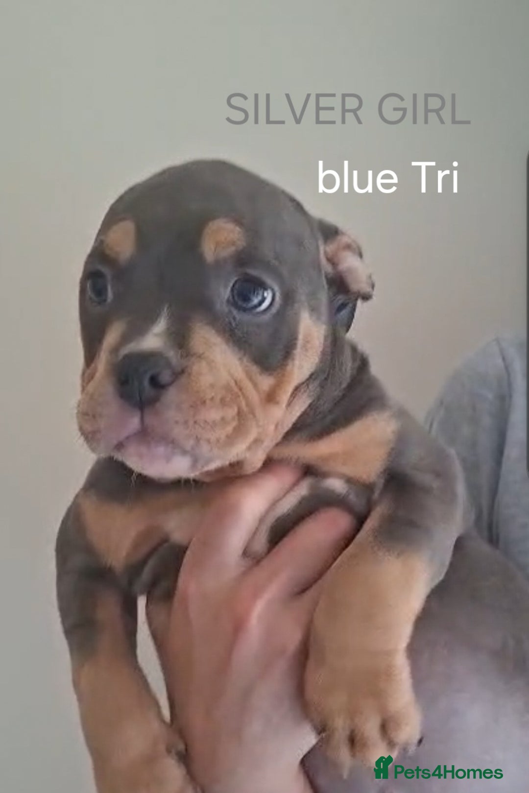 American Bulldog dogs for sale: Pocket bullie pups  - Image 11