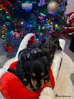 Miniature Dachshund dogs KC Registered Miniature dachshund - Advert 4