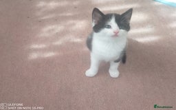 Mixed Breed cats for sale: 9 adorable Disney kitten couples  - Image 18
