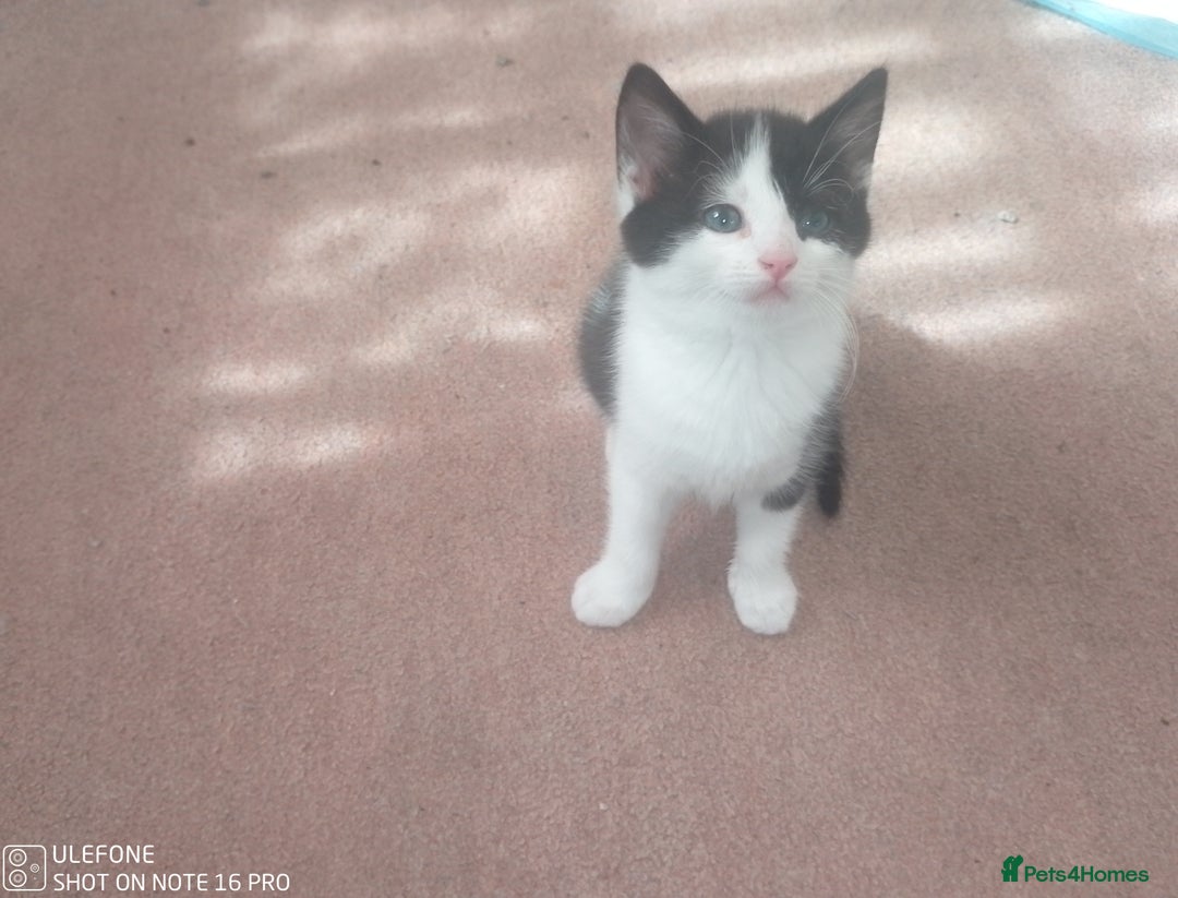 Mixed Breed cats for sale: 9 adorable Disney kitten couples  - Image 18